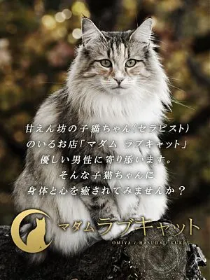 NO PHOTO(ラブキャット)の公式プロフィール写真