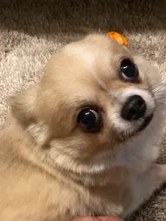 トトロ似店長~