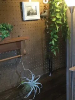 エマ
